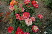 Circus 99 rose photo