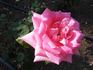 Lidka Böhmová rose photo