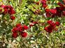 Anicka rose photo