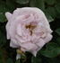 Cathie rose photo