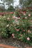 Peter Benjamin rose photo