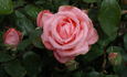 Peter Benjamin rose photo