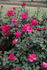 Brisbane Blush rose photo