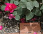 Brisbane Blush rose photo