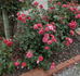 Lisa Colfax rose photo