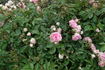 In the Pink rose photo
