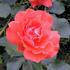 Ami des Jardins rose photo
