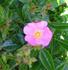 Simon Robinson rose photo