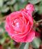 Carol-Jean rose photo