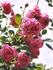 Madame Louis Ricard rose photo