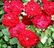 Cherry Hi ™ rose photo