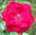 Firefall rose photo