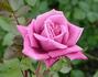Diamond Anniversary ™ rose photo