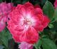 Dian rose photo