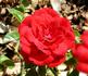 Firefall rose photo