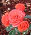 Fire Princess rose photo