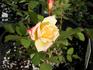 Providence ™ rose photo