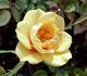 Halo Sunrise rose photo