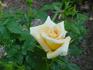 Mitchie's Gold rose photo