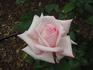 Tinseltown rose photo