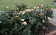 Howard Florey rose photo
