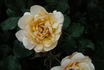 Howard Florey rose photo