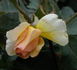 Howard Florey rose photo