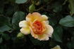 Howard Florey rose photo