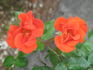 Ms. Amanda Coombes rose photo