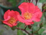 Ms. Wendy Poulier rose photo
