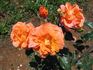 Xu GuiHua rose photo