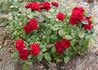 Eric the Red rose photo