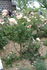 Peggy Bell rose photo