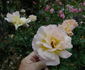 Peggy Bell rose photo