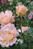 Peggy Bell rose photo