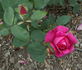 Janal rose photo
