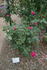 Janal rose photo