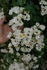 Honeyflow rose photo