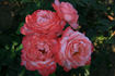 Arioso rose photo