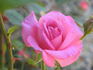 Cup Of Joy rose photo