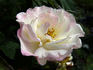 Aurore de Jacques-Marie ® rose photo