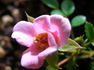 Tiny Tears rose photo