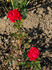 Esprit rose photo