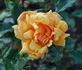 Copper Delight rose photo