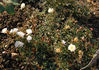Angelita ® rose photo
