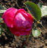 Paris-Match rose photo