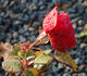 Gruss an Helgoland rose photo