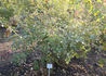 Gletscherfee rose photo