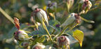 Gletscherfee rose photo