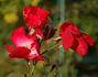 Berlin rose photo